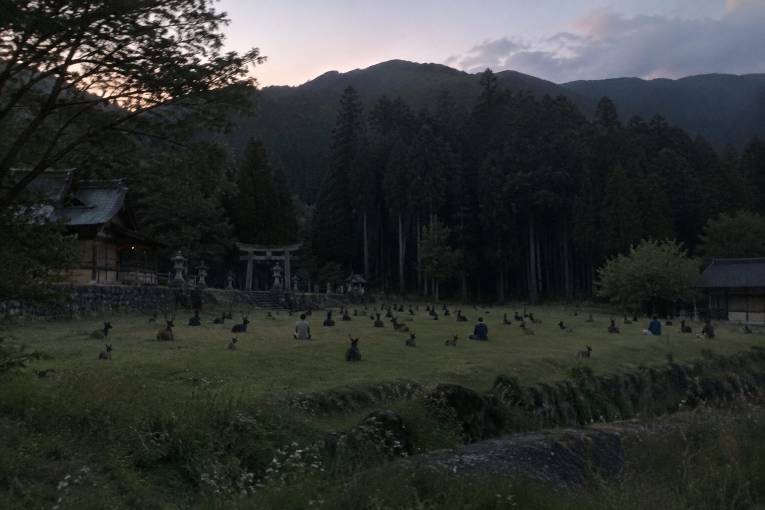 神社の森を遠くから撮った写真